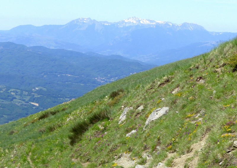 Prime fioriture di orchidee sui Monti della Laga  giugno 2021.